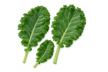 Crisp green kale leaves showcasing nutritional value, displaying fresh organic produce against clean transparent surface for healthy food styling