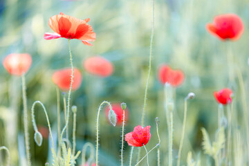 Red poppies blooming in a summer field creating a beautiful natural background