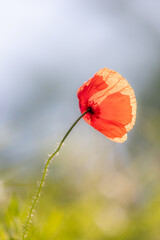 Red poppy (papaver) flower blooming in spring meadow