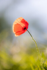 Red poppy (papaver) flower blooming in spring meadow