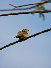 Songbird in the Sunlight