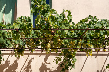 Lush, vibrant green grapevines thrive beautifully against a warm, sunlit wall, showcasing the pure beauty of nature