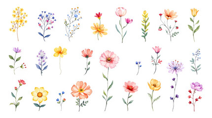 Set bouquet of flowers watrecolor