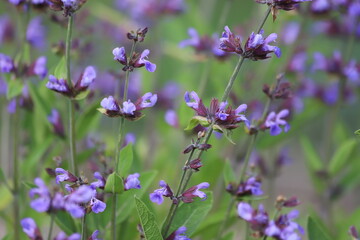 Salvia officinalis. Purple sage flowers in the garden.