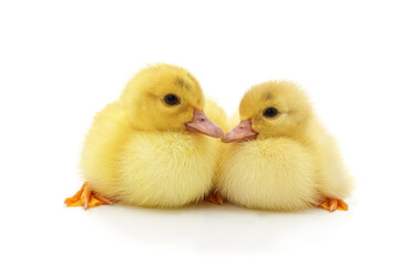 Two yellow ducklings.