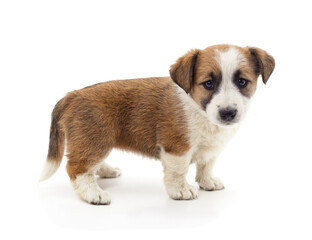 One little puppy.