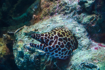 Underwater sea life in clear blue water. Moray eel among colorful coral reef surrounded by tropical fish in clear blue water, Thailand