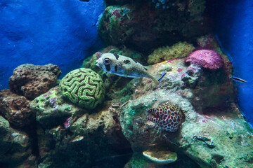 Underwater sea life in clear blue water. Moray eel among colorful coral reef surrounded by tropical...