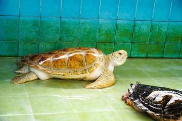 Hawksbill turtles in sea turtle conservation center, Thailand. Cute sea turtle in close-up. Sea...