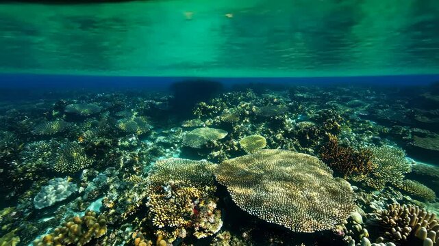 Split-level view of a boat on the water above a vibrant coral reef