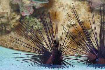 Black sea urchin under water, Black and spiny Sea Urchins, Underwater Seas Urchins on a Rock, Close...