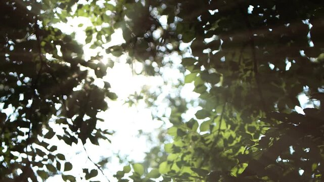 Morning sunlight shining brightly through the trees in the forest, leaves swaying in the fresh breeze, natural healing looping video and bird sounds ASMR that provide comfortable relaxation
