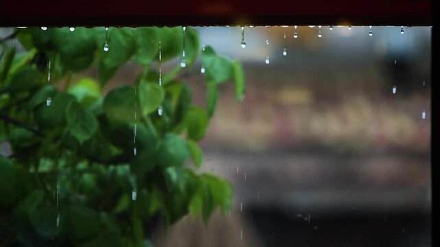 Raindrops falling under the eaves of a roof, a rainy landscape, a summer shower falling on a tree, and a relaxing rain sound ASMR
