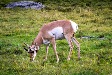 Pronghorn grazing on green meadow in Yellowstone National Park