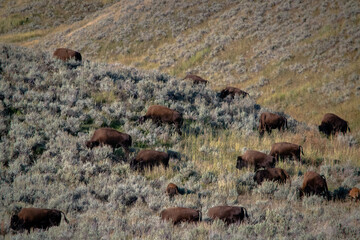 Bison herd grazing on green meadow in Lamar Valley