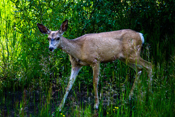 Full-Body View of a Slightly Startled Deer in the Bushes

