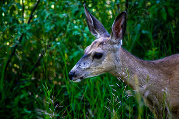 Fototapeta premium Close-Up of a Deer’s Face in Greenery – Wildlife Portrait