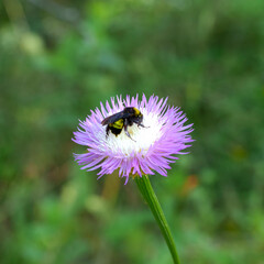 A beautiful white and lavender American Basketflower is visited for breakfast by a bumblebee during the spring wildflower season in Fort Worth, Texas USA
