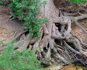 Erosion has revealed the complicated root system of a huge tree along a creek in Fort Worth, Texas USA