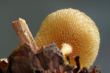 Beautiful and intricate underside of a small mushroom cap growing from a small stick