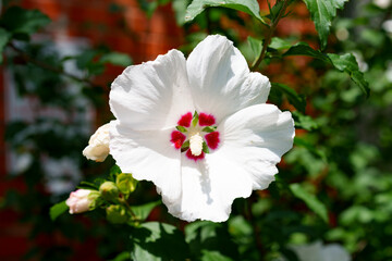A bright white hibiscus with red center provides beautiful landscaping for a building in Fort Worth, TX USA