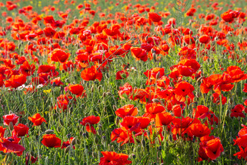 Vibrant Red Poppies: A Close-Up of Summer's Beauty