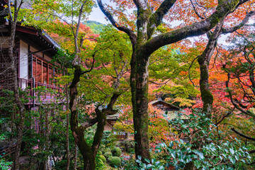 The beautiful Jakko-in Temple in Ohara during fall season. Kyoto, Japan.