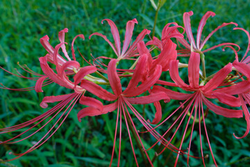 緑の草むらに咲く赤い彼岸花のクローズアップ