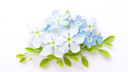 Fototapeta premium Close-up of white and blue five-petal flowers with green leaves on a clean white background, arranged in a balanced, soft, and minimal floral composition.