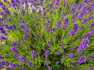 cluster of fragrant lavender in vivid purple, captured in detail to showcase its lush blossoms and...