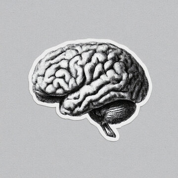 Vintage black and white anatomical brain illustration sticker on minimalist gray background, neuroscience concept, human anatomy graphic, medical art and retro scientific design