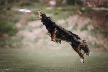 dog in frisbee