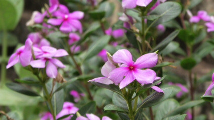 Periwinkle plant in bloom with beautiful pink flowers