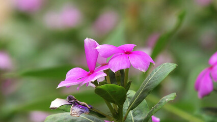 Periwinkle plant in bloom with beautiful pink flowers