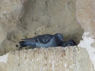 Two wild pigeons on a stone wall