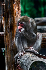 Japanese macaque female on the beam. Latin name - Macaca fuscata