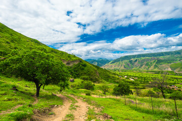 Obraz premium Beautiful landscape with a lonely tree and a dirt road. Dagestan
