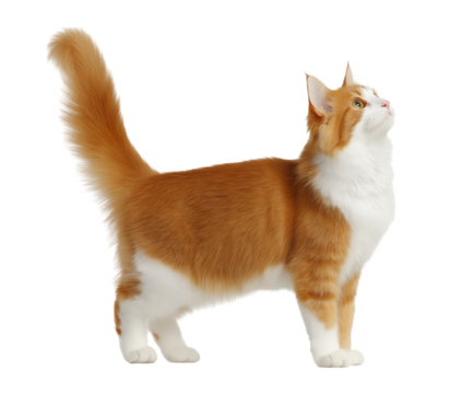 A beautiful, cute, and fluffy cat standing with its tail raised up in profile against a transparent background.