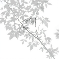 shadow overlay effect. Gray shadow of leaves isolated on white background. Plant foliage leaf shadow light effect. Mockup Blurred tree branch shadow. Ideal for summer spring design elements PNG