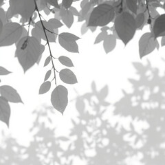 shadow overlay effect. Gray shadow of leaves isolated on white background. Plant foliage leaf shadow light effect. Mockup Blurred tree branch shadow. Ideal for summer spring design elements PNG