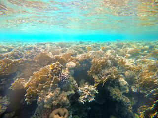 Underwater view of red sea coral reef and sea surface. Sharm el Sheikh