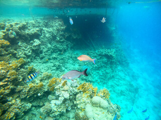 Tropical fish swim near a coral reef in the Red Sea, Egypt