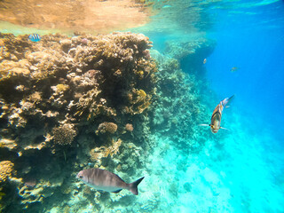 Tropical fish swim near a coral reef in the Red Sea, Egypt