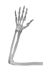 On a white background, a part of the skeleton of the arm and forearm bones in a direct projection. PNG