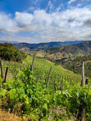 Naklejka premium Lush vineyards growing on rolling hills under a cloudy sky in priorat region