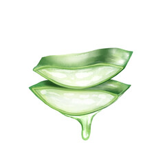 Hand-Drawn Illustration of Aloe Vera Slices