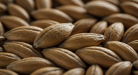 Close-up of Barley Grains: Texture and Details