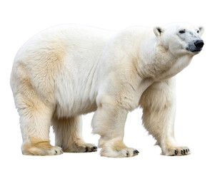 Fototapeta premium Standing polar bear with thick white fur in side profile, isolated on transparent background PNG