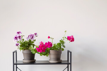 houseplants on black shelf on background white wall