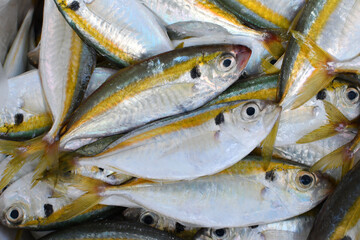 The fresh Yellowstripe scad at the fresh market. 